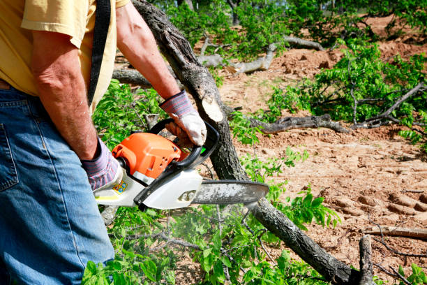 Tree Removal for Businesses in Parkway, CA